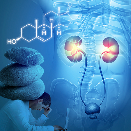 cortisol e DHEA